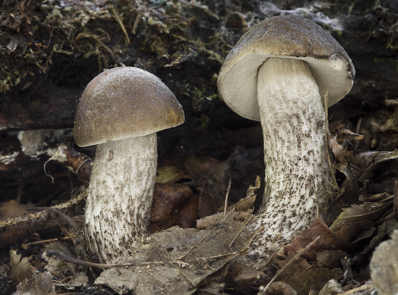 Leccinum pseudoscabrum